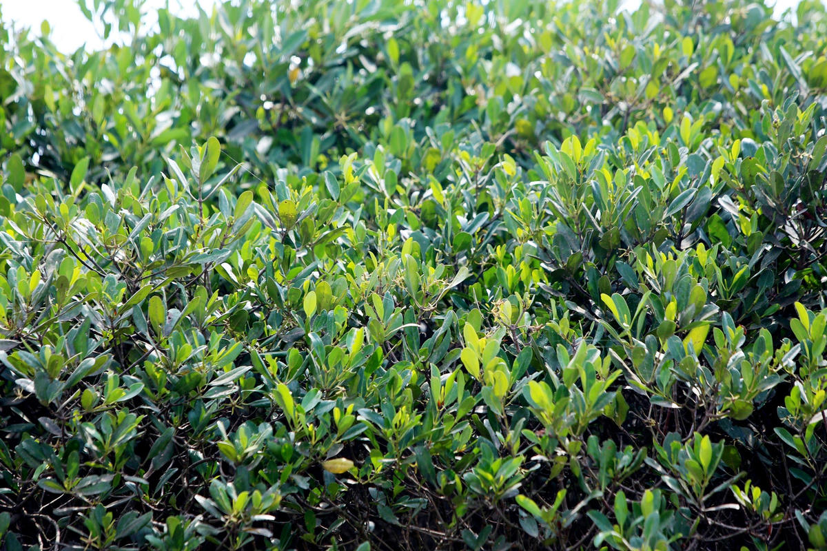 Rừng ngập mặn chủ yếu là các cây mắm, đước, sú vẹt, trang, bần...
