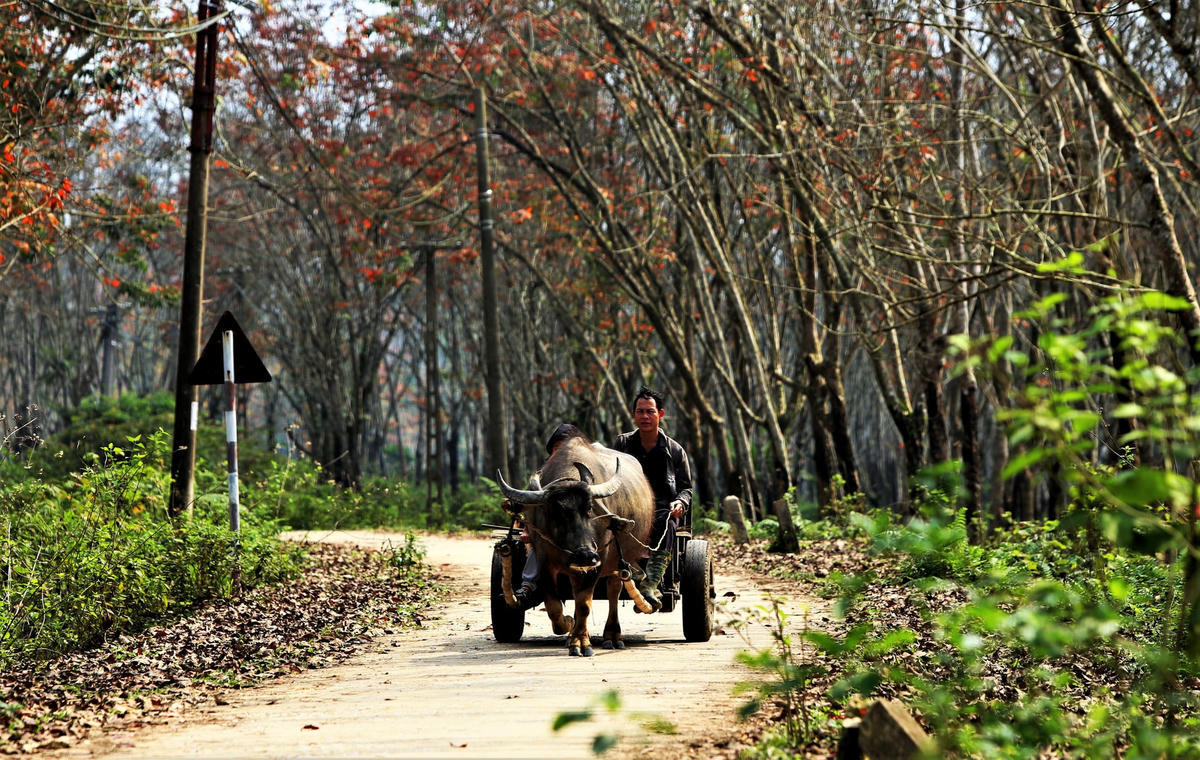 Những lớp lá vàng rụng vương trên mặt đất, ở phía trên cao là bức tranh được tô điểm bởi màu xanh, vàng, đỏ của lá đang độ chuyển màu.