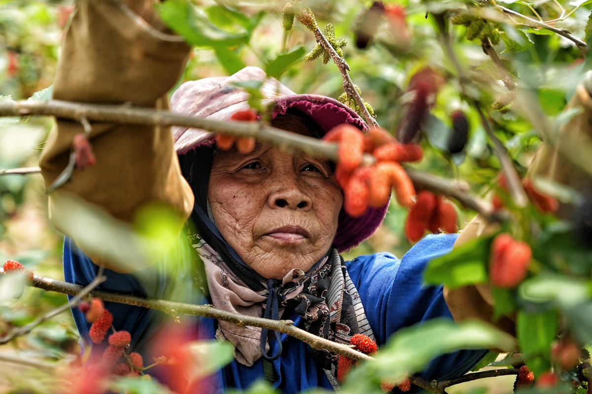 "Dâu tằm cần thu hoạch nhanh, nếu không sẽ chín quá và rụng. Ngoài ra, để hái kịp số lượng giao cho lái buôn, gia đình có ngày quên cả ăn trưa", bà Xoan chia sẻ.
