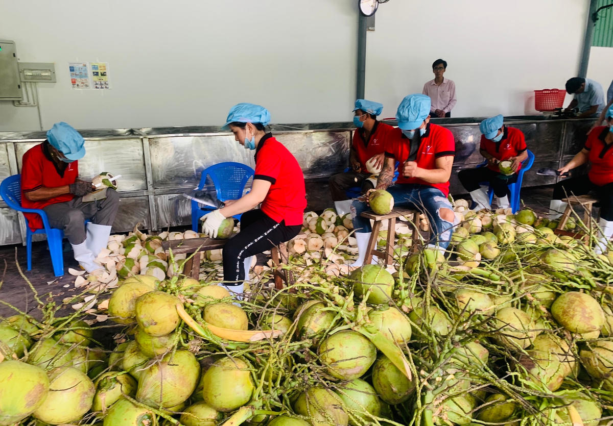 Chế biến dừa ở Bến Tre. Ảnh: Chi Mai.
