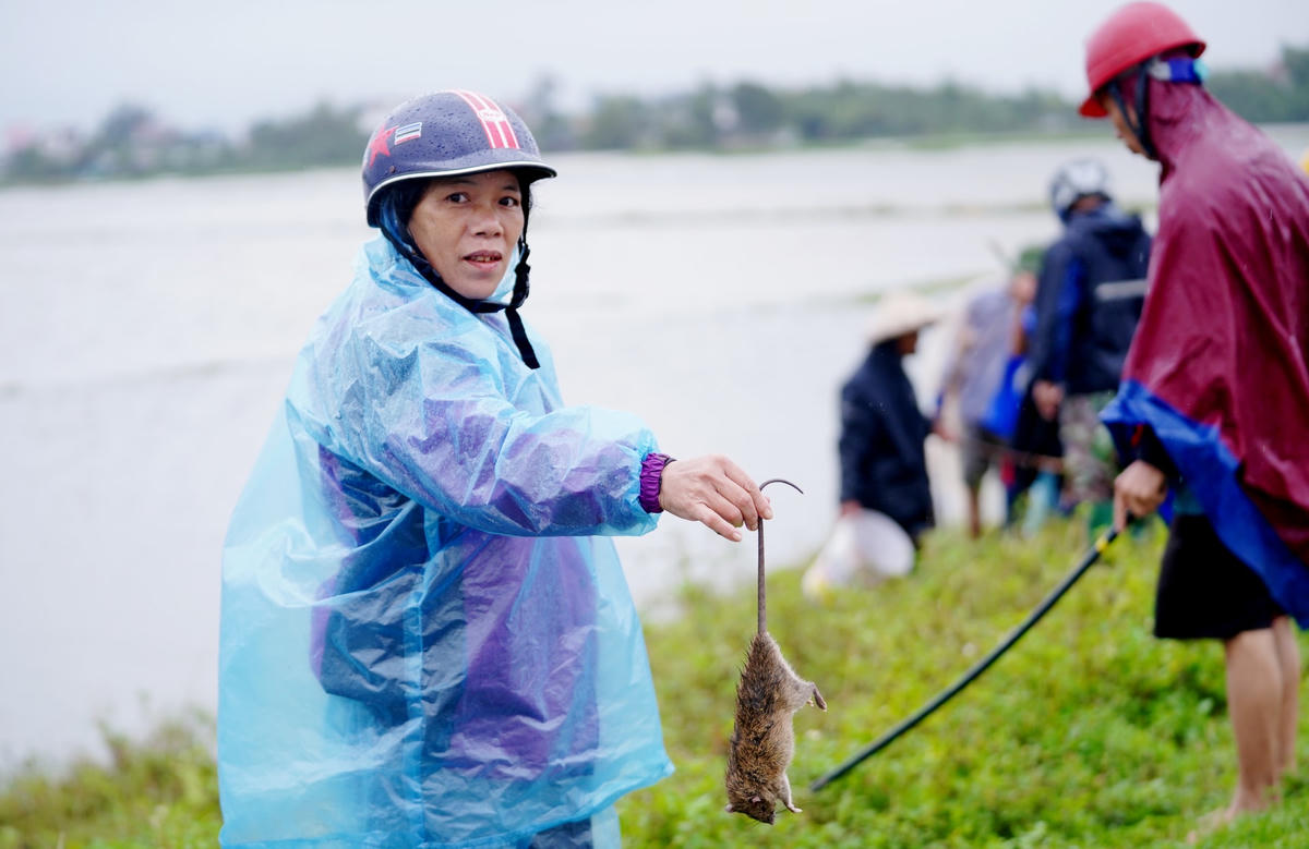 "Trong đợt mưa lũ vừa qua, chúng tôi đã nhiều lần ra quân để diệt chuột. Mỗi lần đi sẽ lên đến vài giờ đồng hồ và có thể diệt được hơn 500 con chuột", bà Vân nói. Ảnh: Cẩm Kỳ