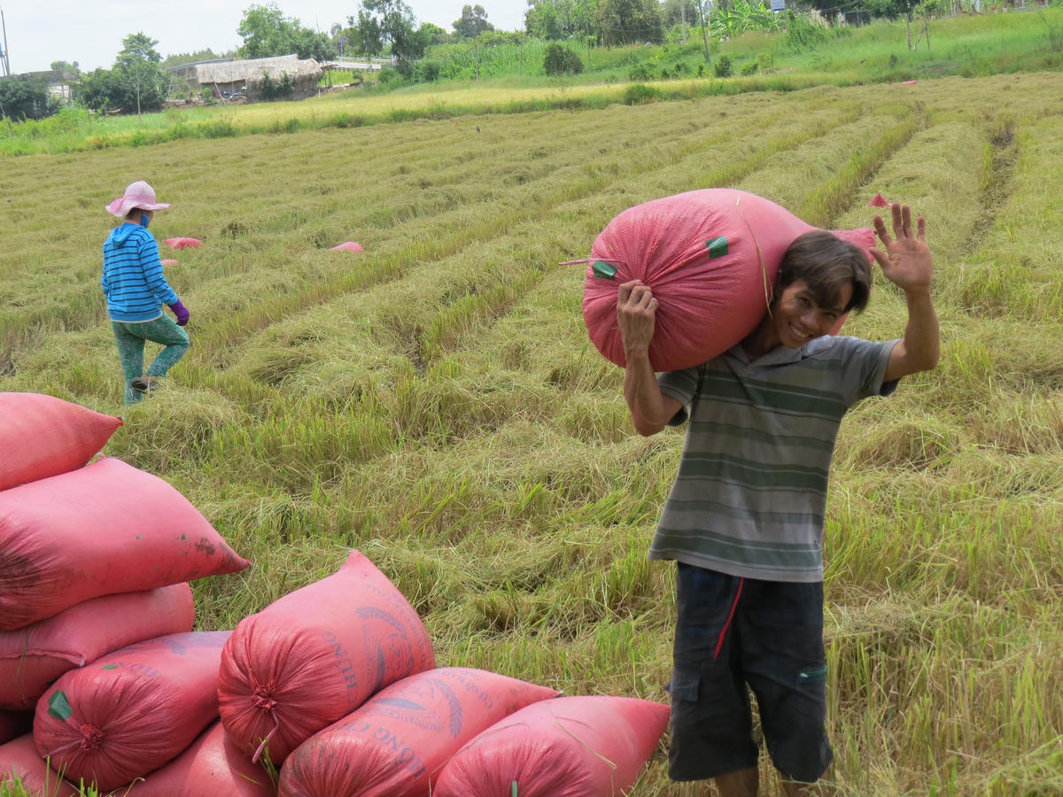 Nông dân Đồng Tháp vui mừng vì giá lúa tăng cao.