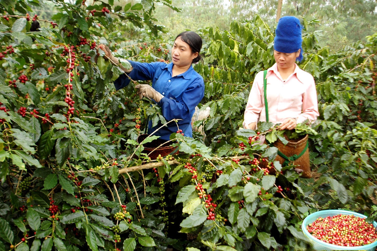 Hợp tác xã đang góp phần giúp tỉnh Điện Biên xóa đói, giảm nghèo. Ảnh: Tú Lâm.
