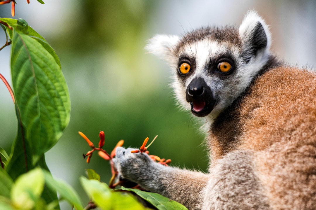 Những loài động vật có thể thụ phấn