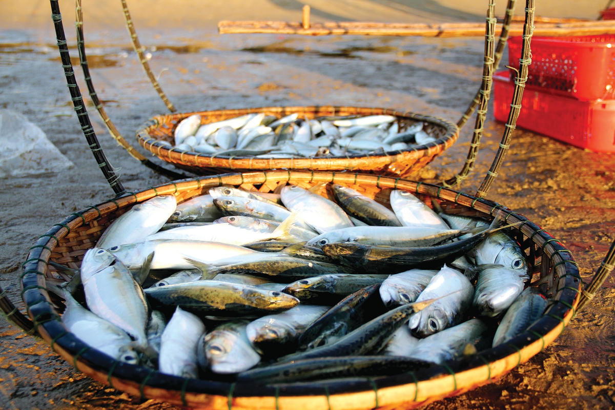 Mẻ cá tươi ngon.  