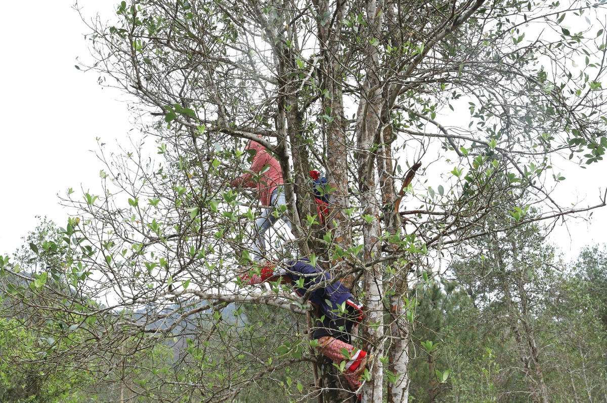 Rừng hồi ở Bình Liêu được trồng nhiều nhất ở 2 xã Hoành Mô và Đồng Văn. Từ tháng 7 đến tháng 9 là mùa chính vụ thu hoạch hồi, ngoài ra còn có loại hồi tứ quý cho thu hoạch vào sau Tết Nguyên đán.  