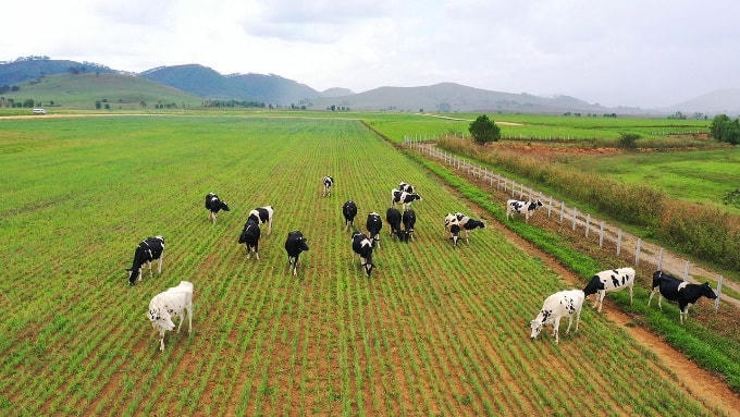 Dự án trang trại Lao – Jagro dự kiến đón đàn bò sữa đầu tiên vào tháng 7..