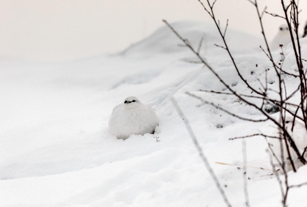Bộ lông mùa đông của chú gà gô trắng đặc biệt thích nghi với môi trường đầy tuyết xung quanh.