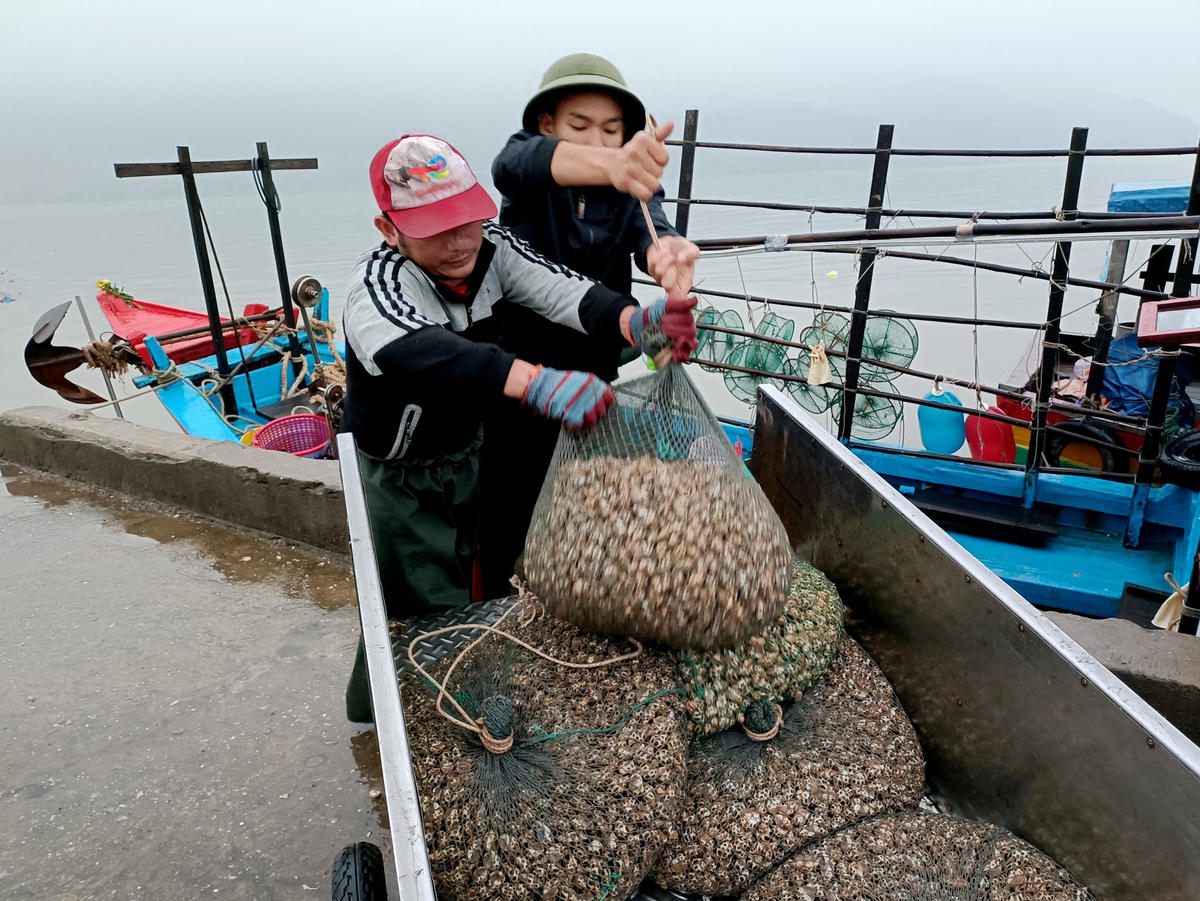 Các thuyền viên đánh bắt được hơn 260kg ốc hương thu về trên 40 triệu đồng.