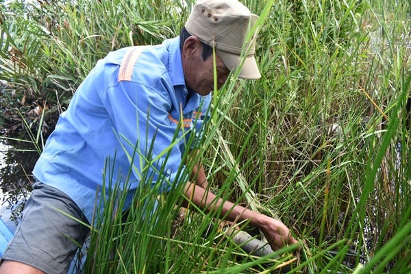 Nghề đặt trúm lươn ở miền Tây giúp nhiều nông dân có thu nhập ổn định.