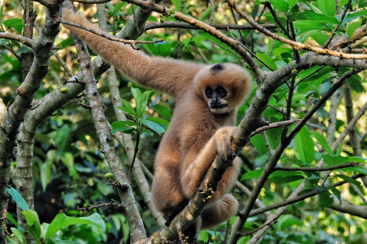 Tại Vườn quốc gia Cúc Phương, sau một thời gian chăm sóc đặc biệt, đến nay 10 cá thể của 2 loài (vượn đen má hung và vọoc mông trắng) được sống trong môi trường bán hoang dã. 