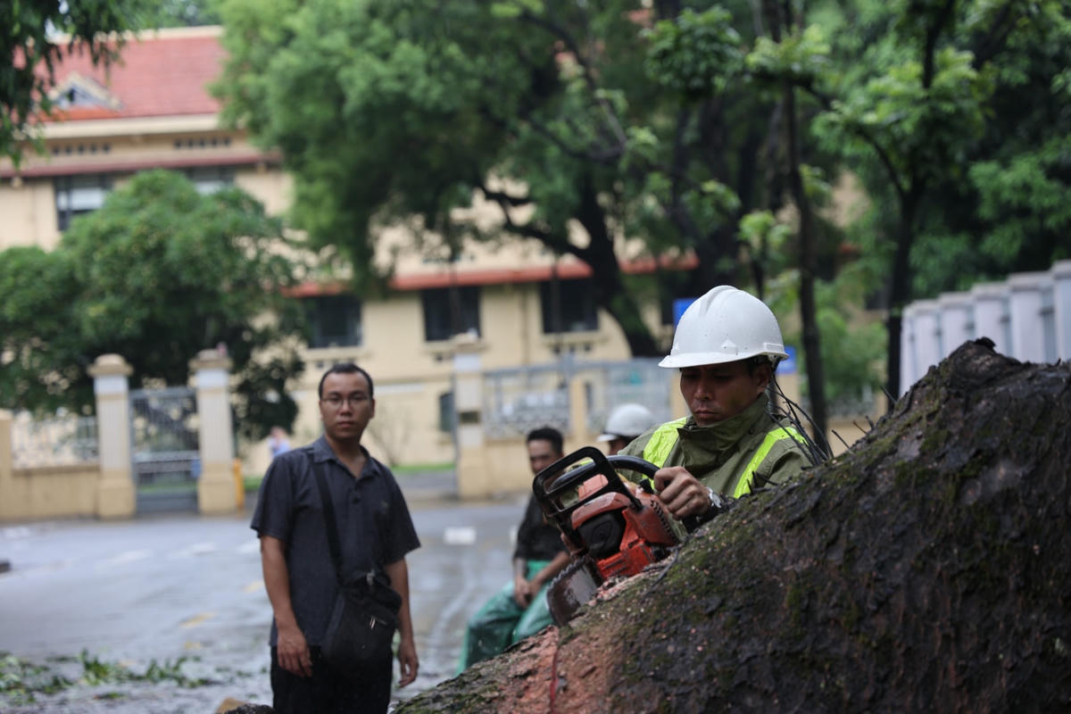 Hà Nội: Cây cổ thụ bất ngờ bật gốc, đè trúng xe buýt đang di chuyển