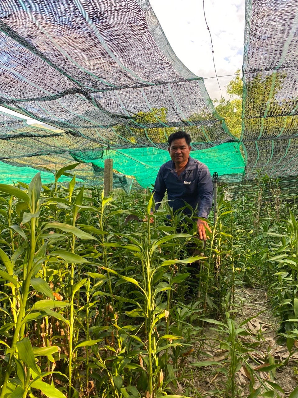 Vườn hoa  của gia đình ông Phạm Văn Dinh.