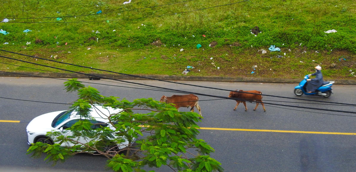 Đà Nẵng: Bò thả rông nghênh ngang trên đường phố, 'khủng bố' khu dân cư 