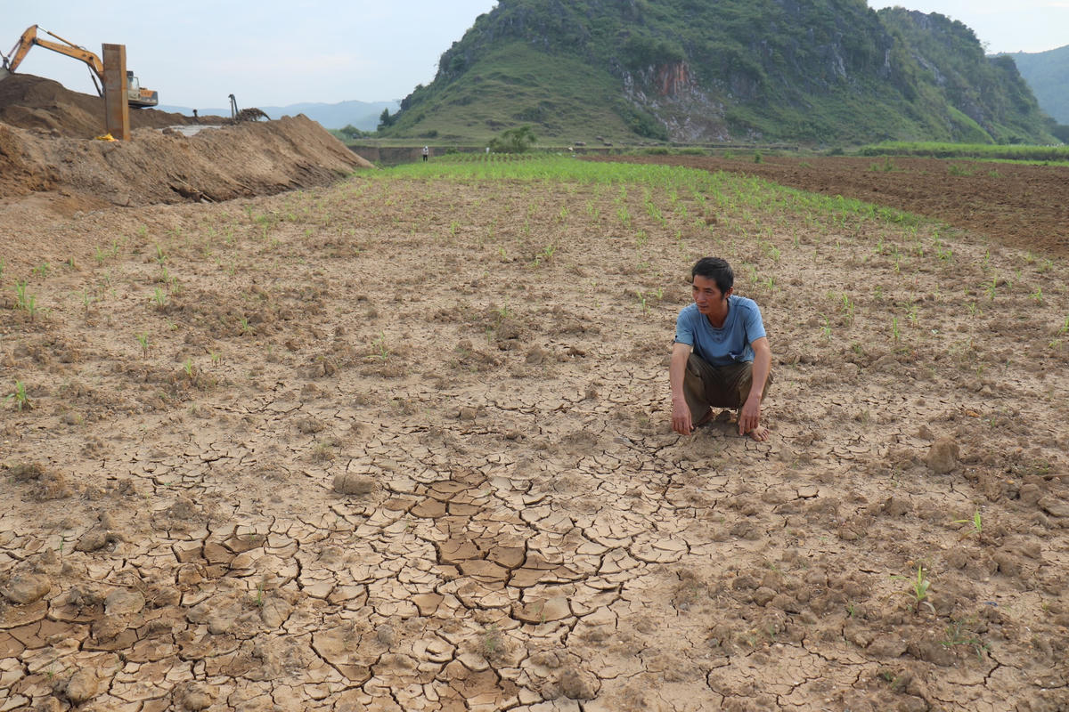 Gần 1/3 diện tích ruộng ngô của gia đình ông Nguyễn Văn Chín không thể trồng trọt, canh tác do ảnh hưởng từ bãi tập kết cát.