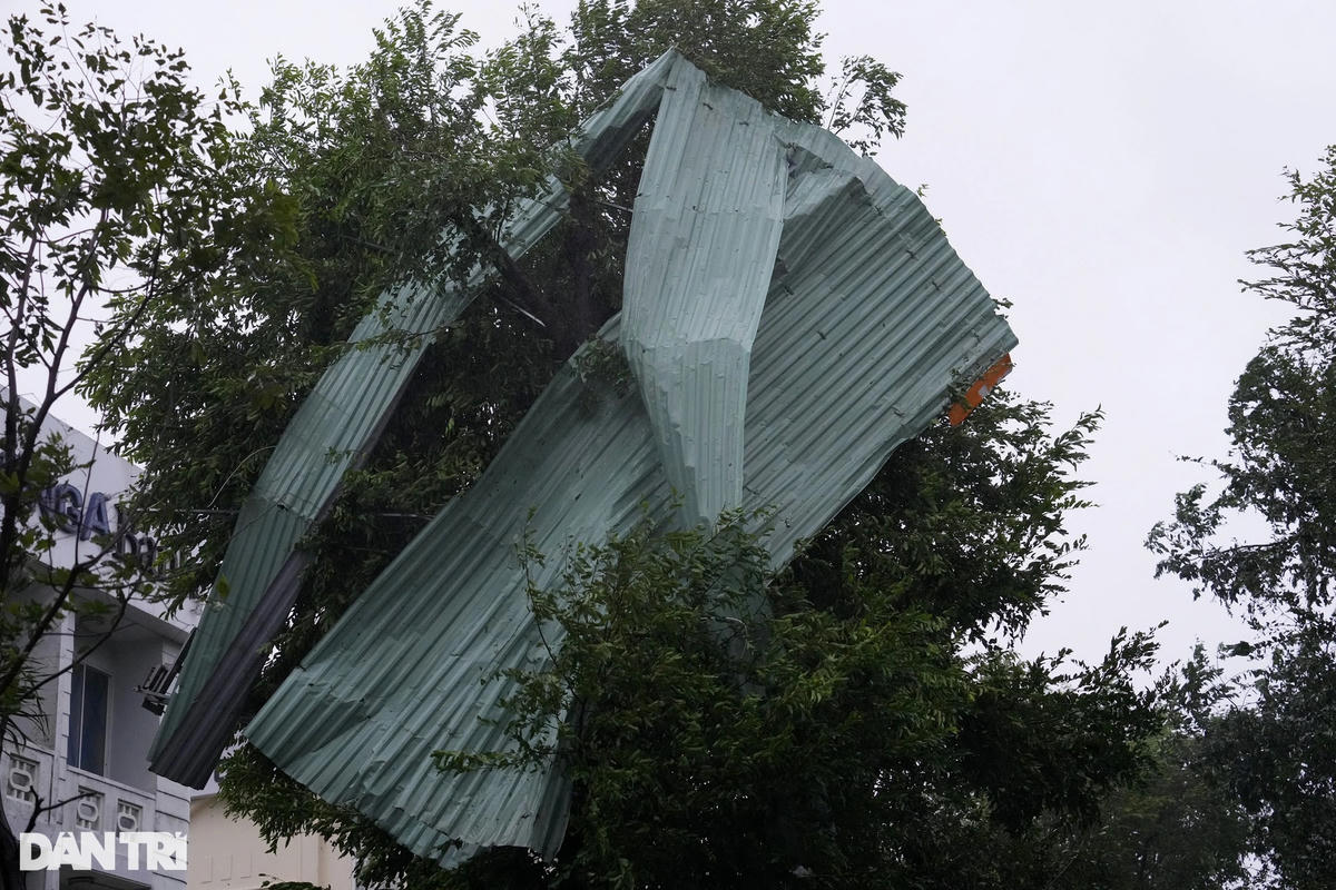 Mảng tôn lớn rộng khoảng 10m2 đậu trên ngọn cây sau khi bị bão tốc mái, cuốn đi trong gió (Ảnh: Hữu Khoa/ Dân Trí).