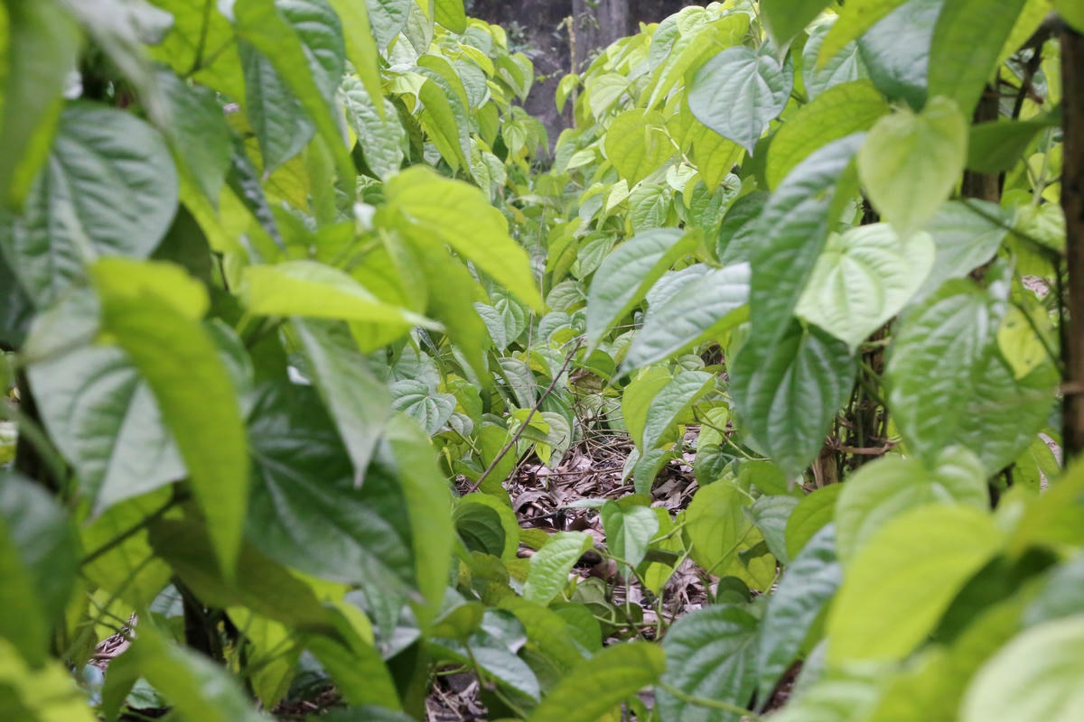 Trồng trầu không cho thu nhập khá hơn các loại cây trồng khác.