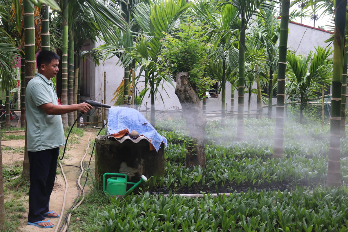 Các luống cau giống được anh bố trí thành hàng, thẳng tắp để tiện cho việc chăm sóc.