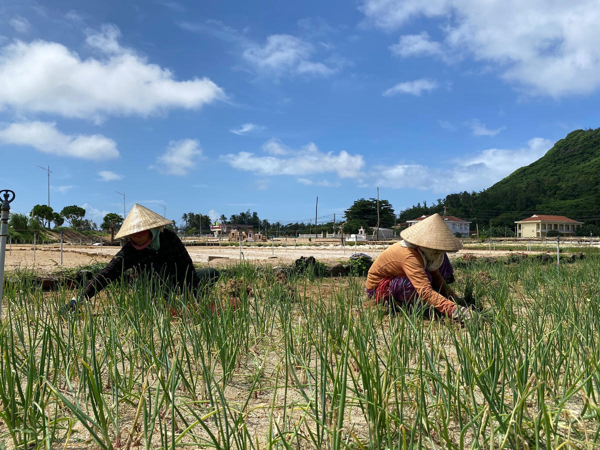 Người dân đảo Lý Sơn tranh thủ trời nắng thu hoạch hành tím.