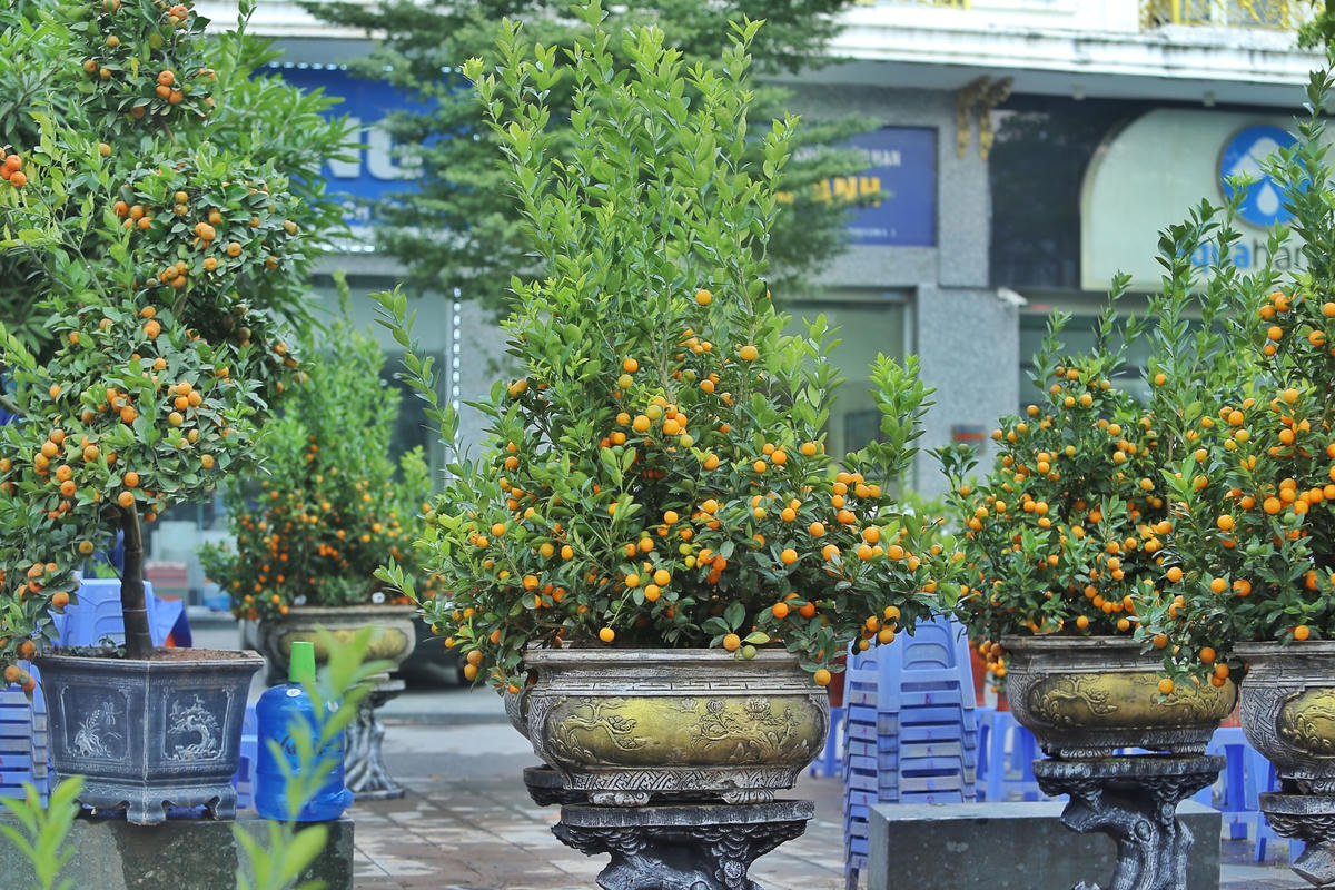 Những chậu quất từ to đến nhỏ đều có nhằm phù hợp với nhu cầu mua sắm của người dân.