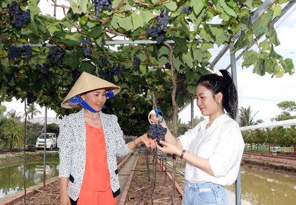 Chị Thảo (bìa trái) hướng dẫn khách tham quan thu hoạch nho