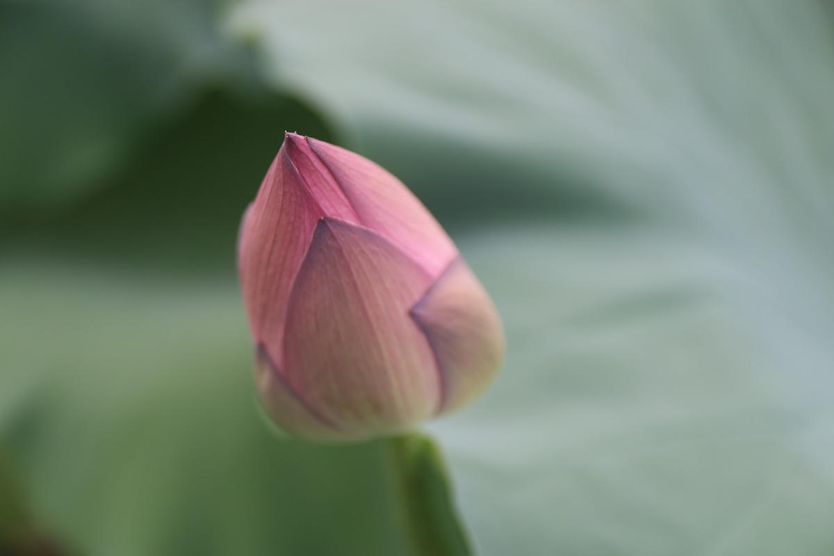 Một phần số sen trong hồ được cắt đi bán, giá trên thị trường dao động từ 120.000 - 150.000 đồng/bó.