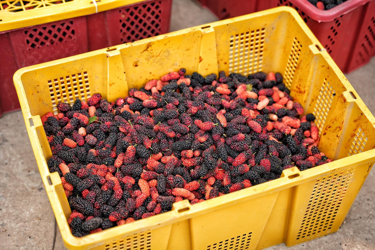 Dâu tằm chín, nông dân ngoại thành Hà Nội tất bật thu hoạch quên ăn kiếm tiền triệu mỗi ngày