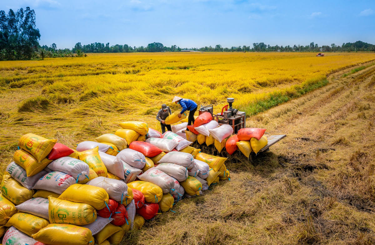 Để ngành gạo phát triển bền vững, cần tiếp tục nâng cao chất lượng gạo cùng với bố trí cơ cấu giống gieo trồng phù hợp, để mở rộng xuất khẩu. Ảnh: Lam Anh.