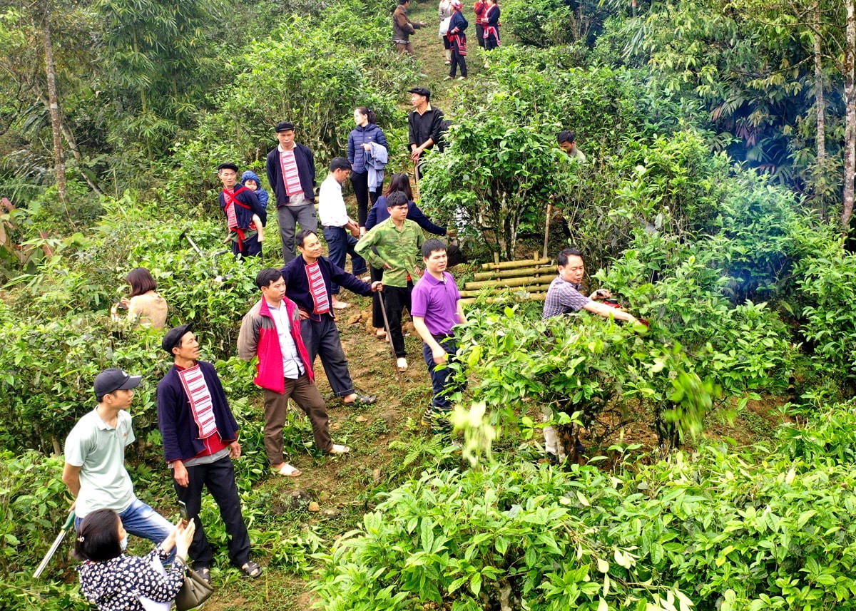Các ngành chuyên môn của huyện Hoàng Su Phì hướng dẫn người dân xã Nậm Ty cải tạo vườn chè Shan tuyết để nâng cao hiệu quả kinh tế thế mạnh của vùng.