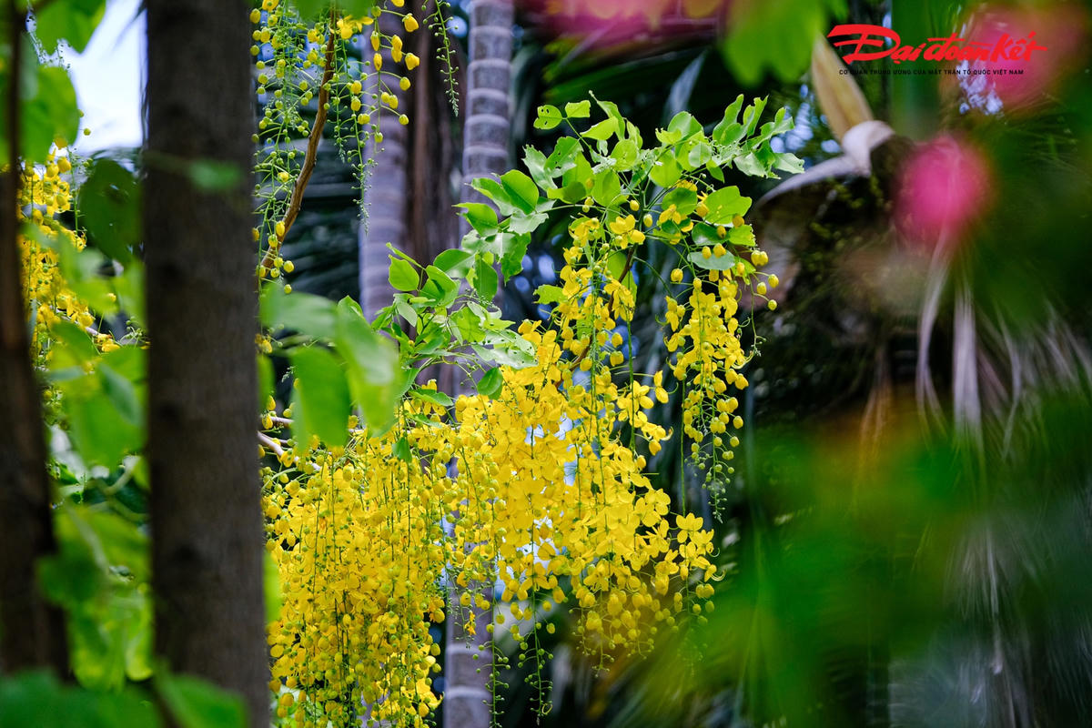 Cánh hoa muồng hoàng yến có hình bầu dục, mặt ngoài phủ lông mượt. Chùm hoa vàng rực rỡ buông rủ, nổi bật trên tán lá xanh. Cũng vì thế, mà loài hoa này được Thái Lan chọn là quốc hoa.