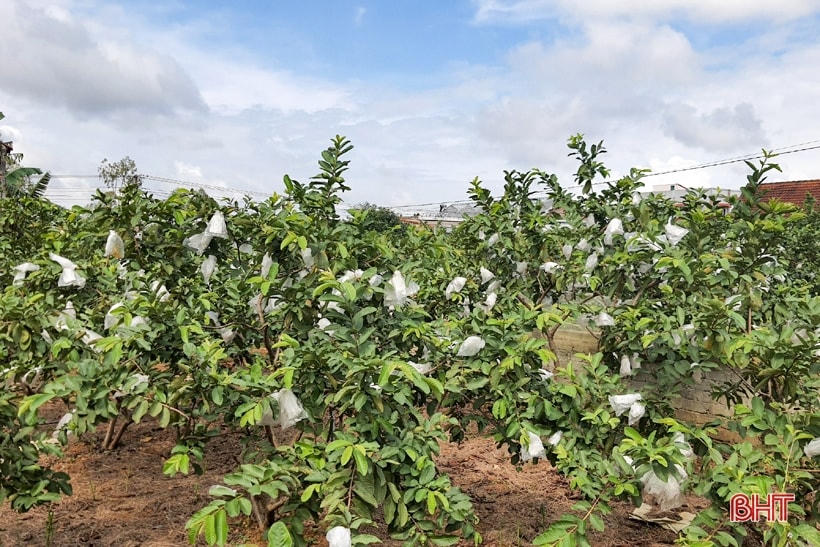 Sau khi được công nhận là sản phẩm đạt tiêu chuẩn VietGAP (đầu năm 2021) và được công nhận sản phẩm OCOP 3 sao (đầu năm 2022), mô hình trồng ổi Đài Loan ở xã Kỳ Đồng (trên 20 ha) được liên kết với doanh nghiệp Quế Lâm theo hướng sản xuất hữu cơ nhằm nâng cao giá trị và khẳng định thương hiệu.