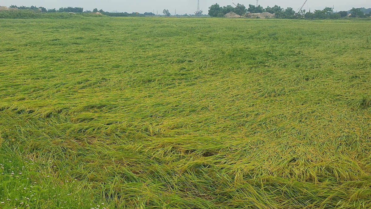Mưa lớn kèm dông lốc khiến gần 260 ha lúa xuân tại thị xã Hồng Lĩnh bị đổ ngã.