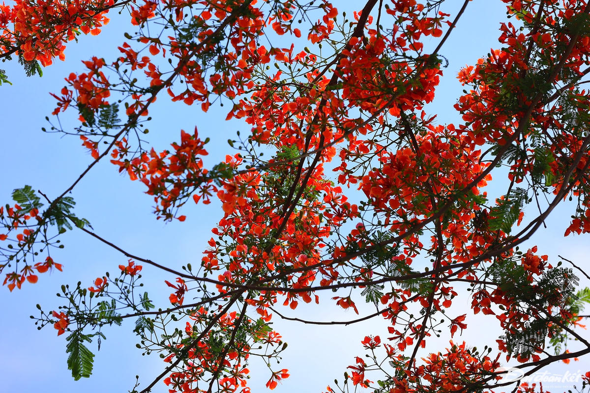 hoa_phuong-le-khanh5.jpg