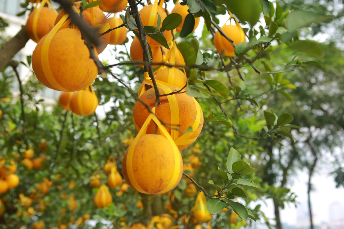 Xu hướng chơi cây vẫn dựa trên tiêu chí thế, dáng, tuổi thọ, lượng quả...