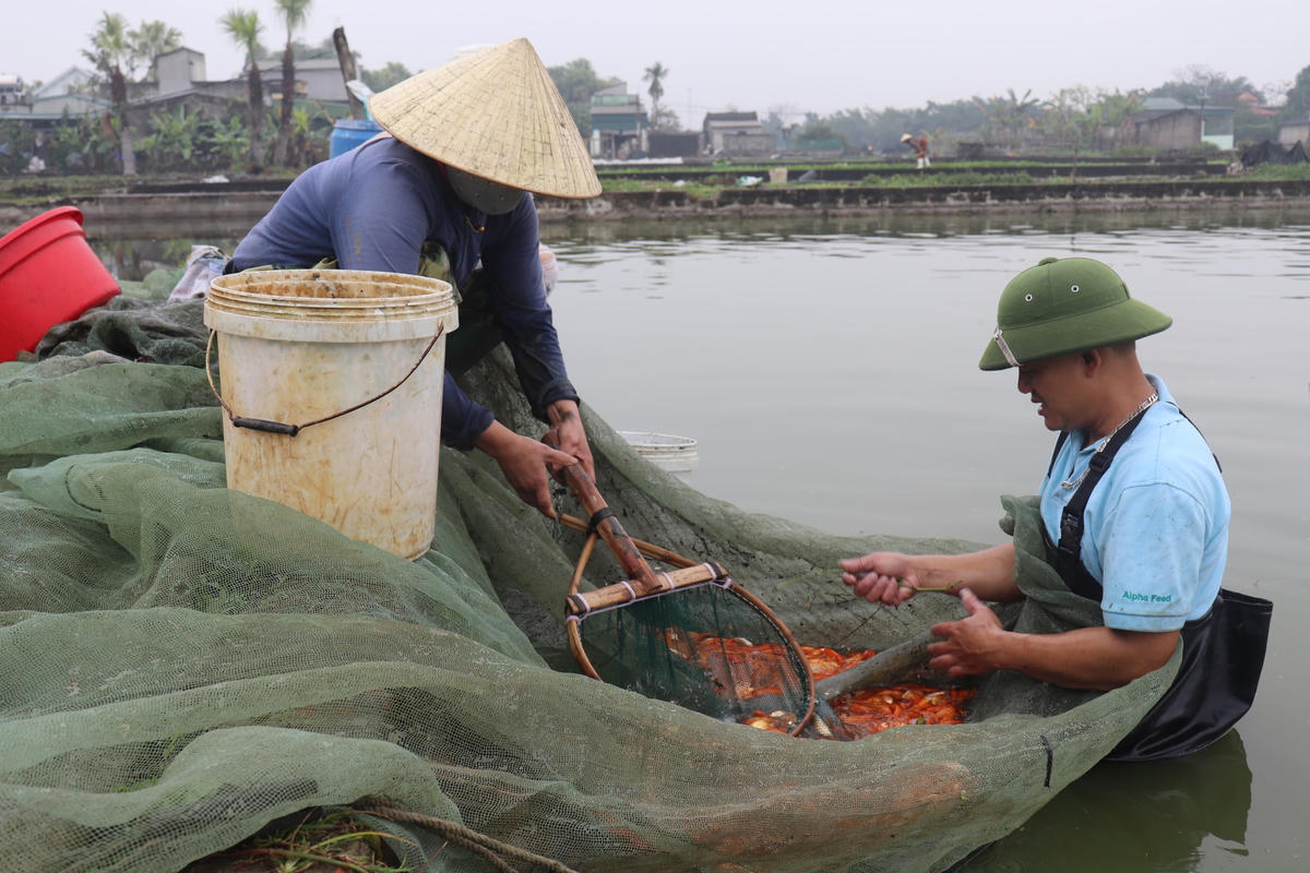 Nhà có 5 sào đất mặt nước làm ao, anh Nguyễn Văn Tiến (phố Bái Trúc, thị trấn Tân Phong, huyện Quảng Xương) cho biết, đầu năm, anh thả thả cá trắm, cá trôi và nuôi thêm các cặp cá chép đỏ bố mẹ để gây giống, đến tháng 7 âm lịch thì bắt đầu thả đại trà cá chép đỏ giống xuống ao nuôi.