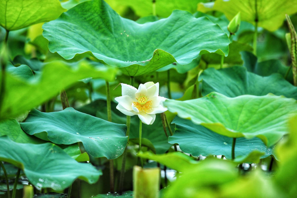 "Tôi rất bất ngờ khi đến với đầm sen này, đầm sen rộng lớn với sắc trắng của hàng nghìn bông hoa đang khoe sắc. Dù đã chụp không biết bao nhiêu mùa sen, nhưng tôi thấy sen trắng có sức cuốn hút kì diệu bởi vẻ đẹp dịu dàng, mộc mạc, tinh khôi", chị Hoài chia sẻ.