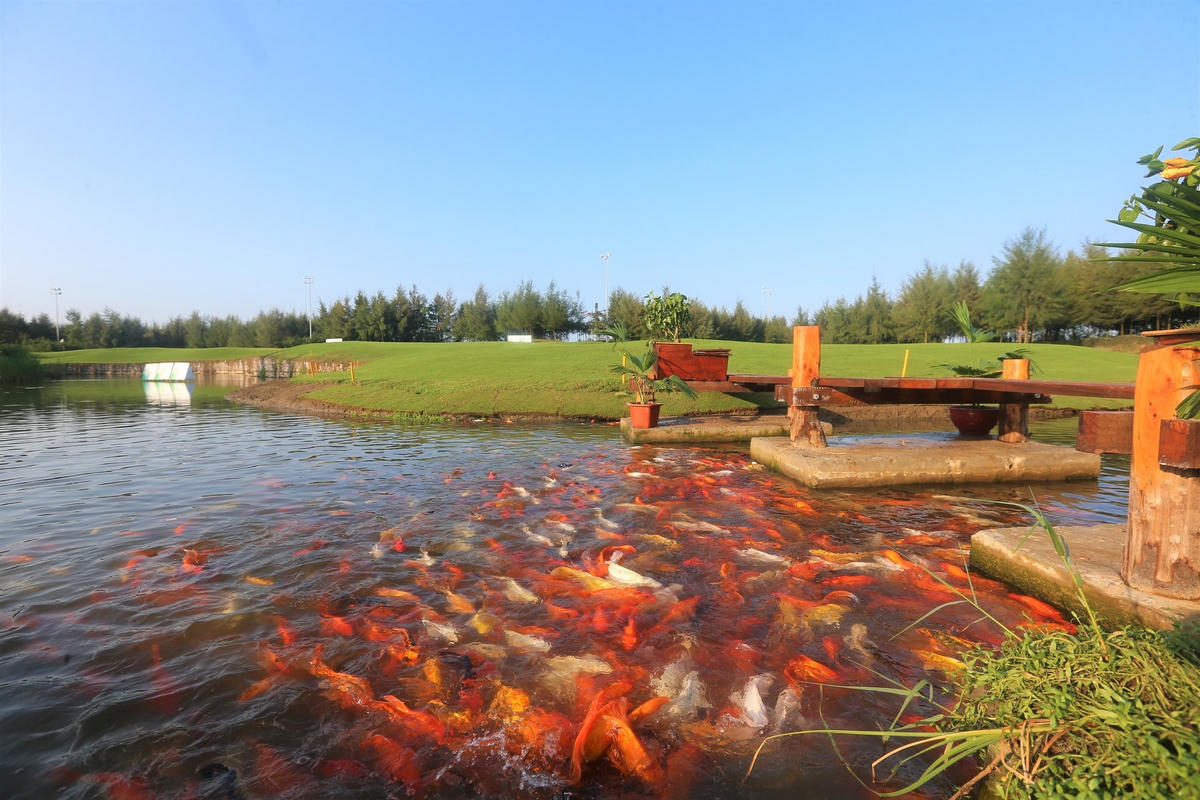 FLC Golf Links Sam Son - Công viên xanh khổng lồ giữa lòng thành phố biển.