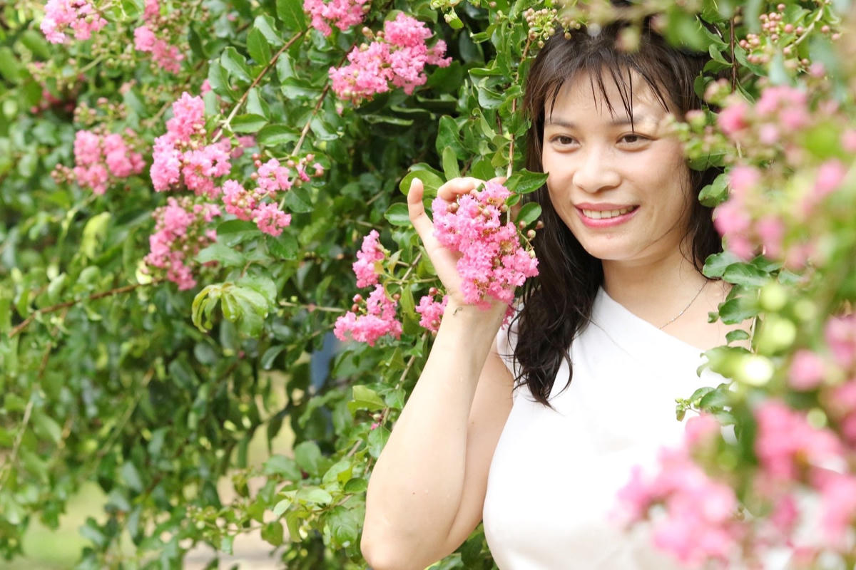 Hoa tường vi, một loài hoa mỏng manh với sắc hồng trong trẻo được rất nhiều người yêu mến, loài hoa gắn liền với ký ức của nhiều thế hệ người Việt.