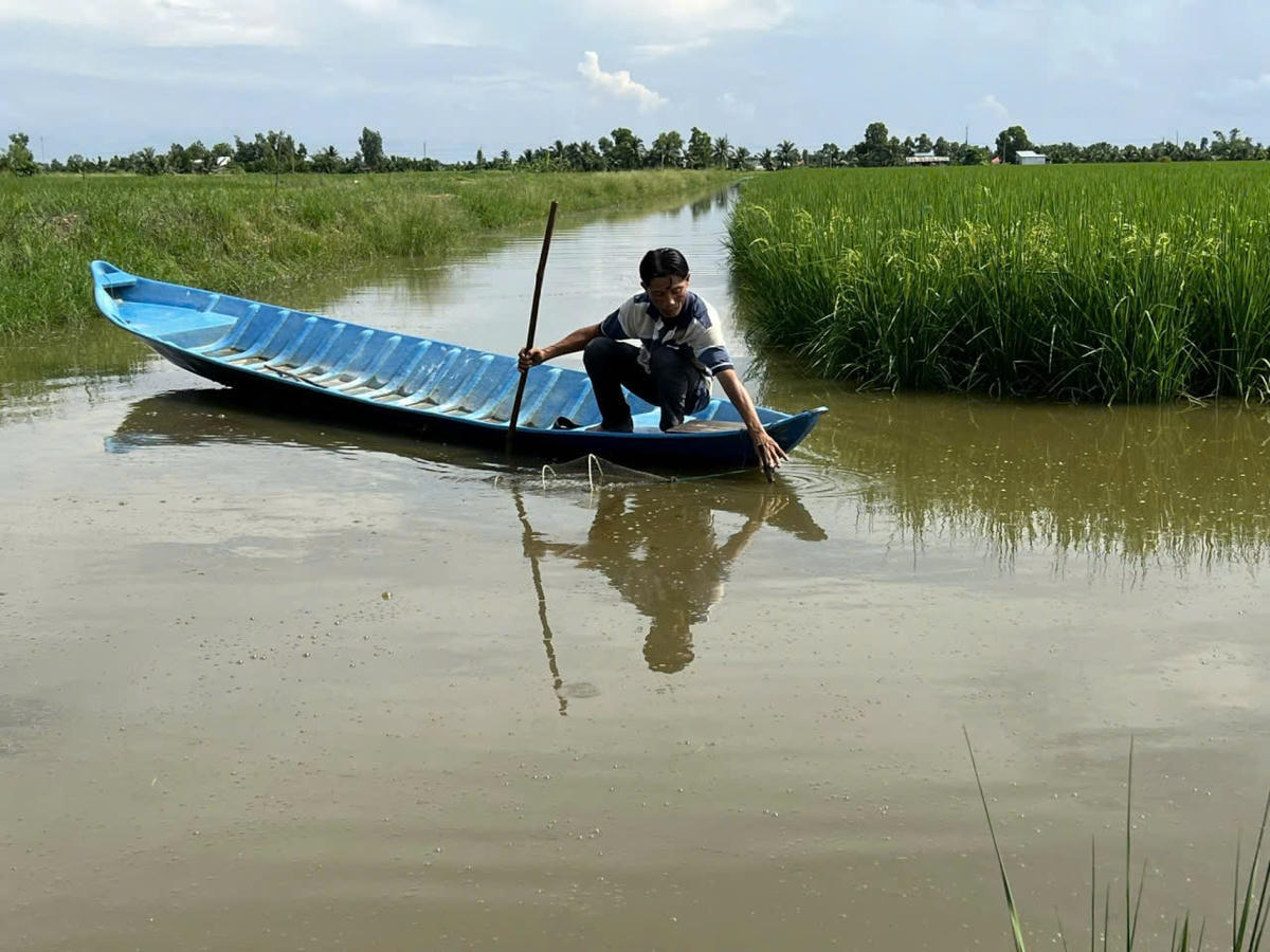Ảnh 1 Nông dân cà Mau thu hoạch tôm trên ruộng lúa.