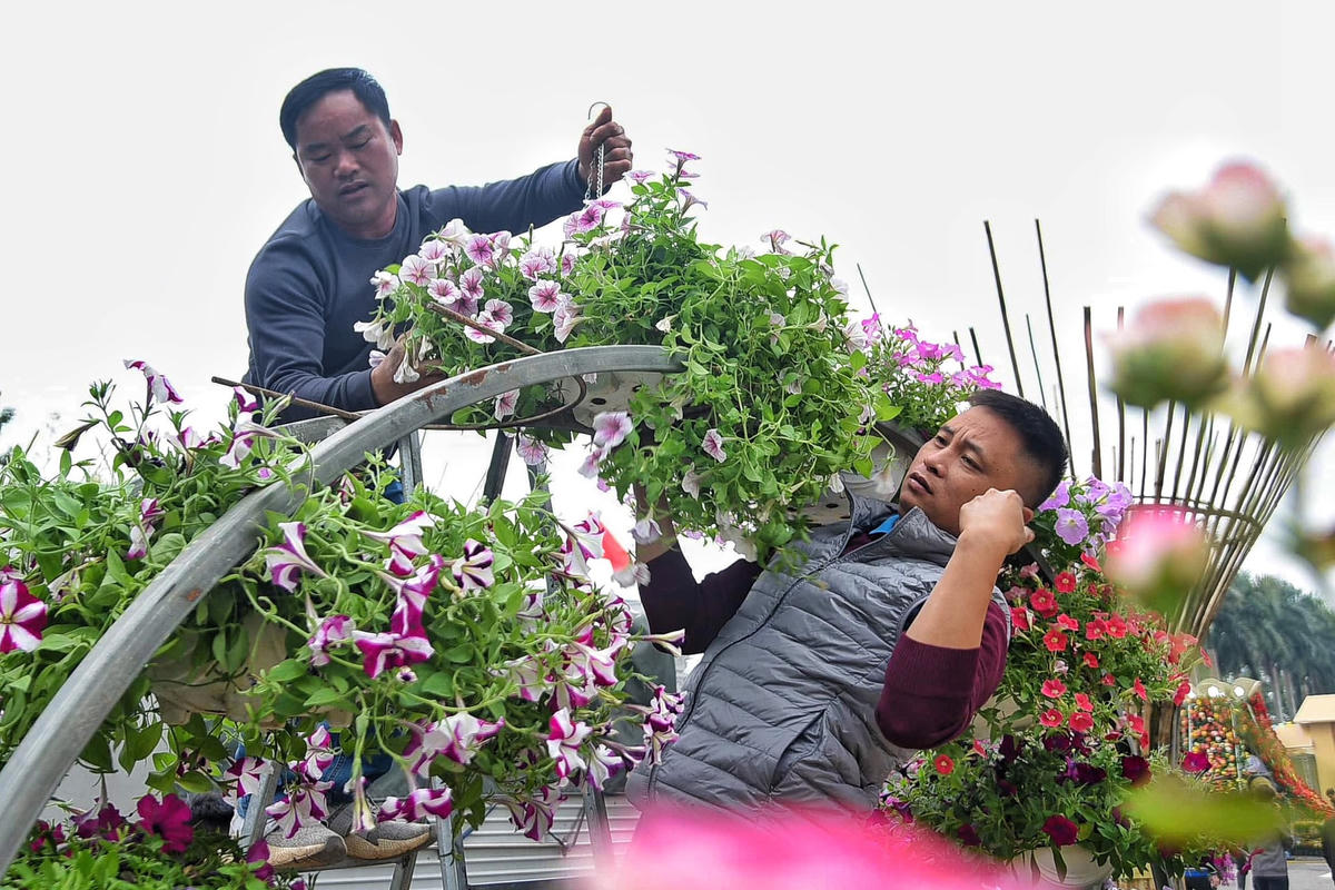 Hiện các vườn hoa đang vào giai đoạn chỉnh hình, tạo kiểu.
