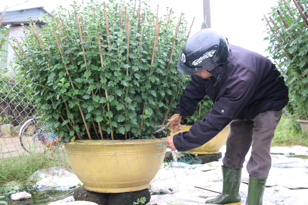 Các cơ quan, đơn vị sẽ đặt hàng với nhà vườn để trồng những chậu hoa theo ý muốn.