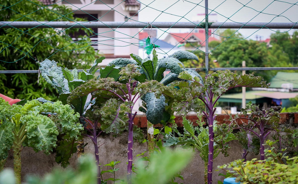 Mỗi ngày chị Thuận sẽ tưới nước, chăm sóc khu vườn từ 2-3 lần.