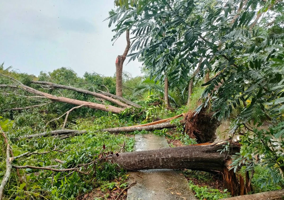 Giông, lốc làm ngã đổ thiệt hại nhiều diện tích cây ăn trái của người dân.