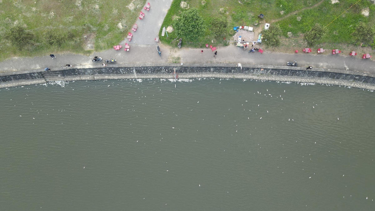 “Nguyên nhân ban đầu được xác định do thời tiết nắng nóng những ngày qua, tảo đỏ phát triển khiến cá thiếu oxy và bị chết. Đây là hiện tượng xảy ra hàng năm, tuy nhiên năm nay số lượng cá chết có phần nhiều hơn”, vị này cho biết thêm.