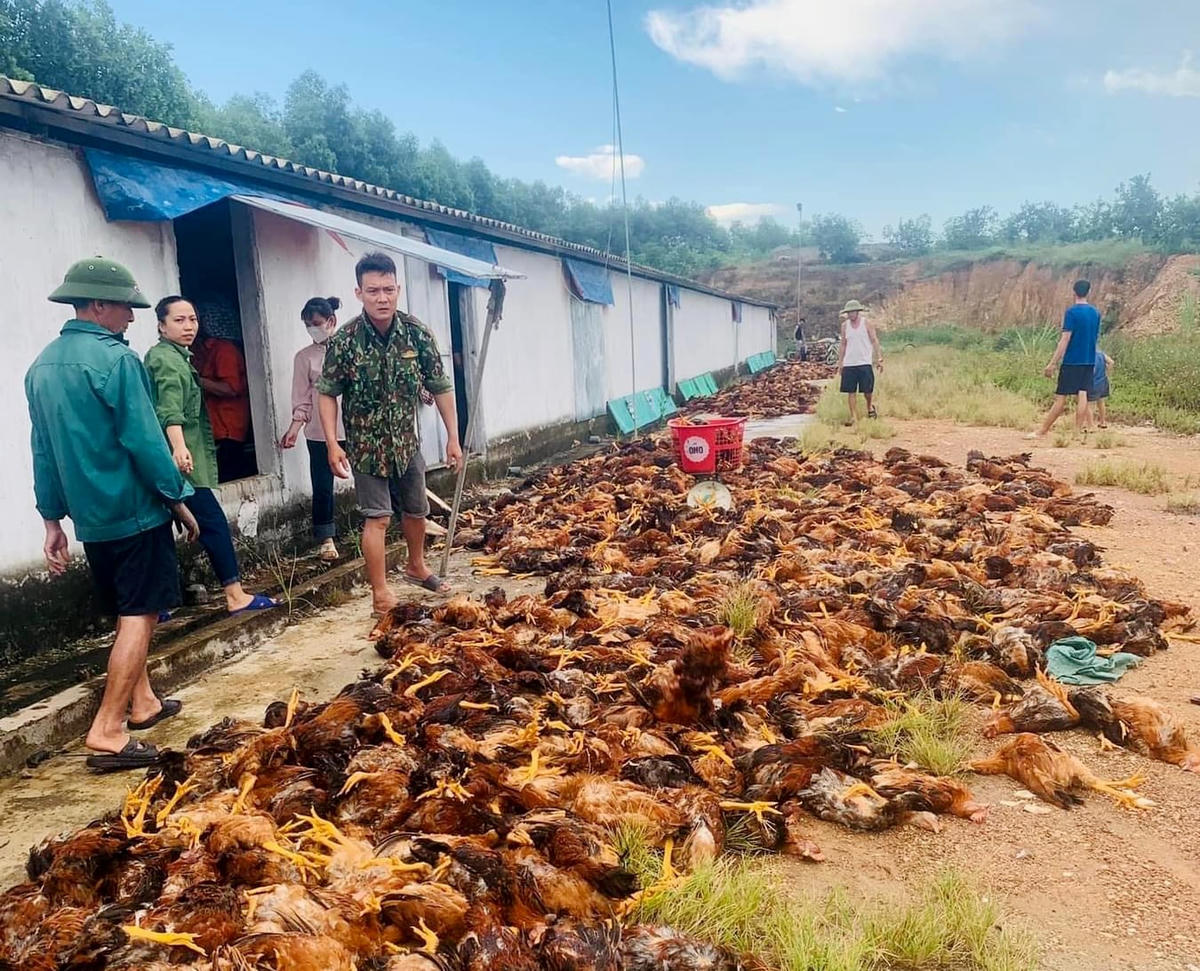 Sự cố ngừng hệ thống quạt gió khiến trang trại anh Nguyễn Huy Phố bị chết khoảng 8.000 con gà.