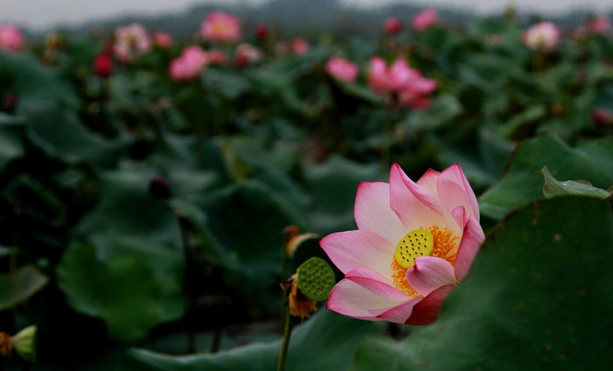Những bông sen đua nhau khoe sắc, toả hương thơm ngào ngạt.