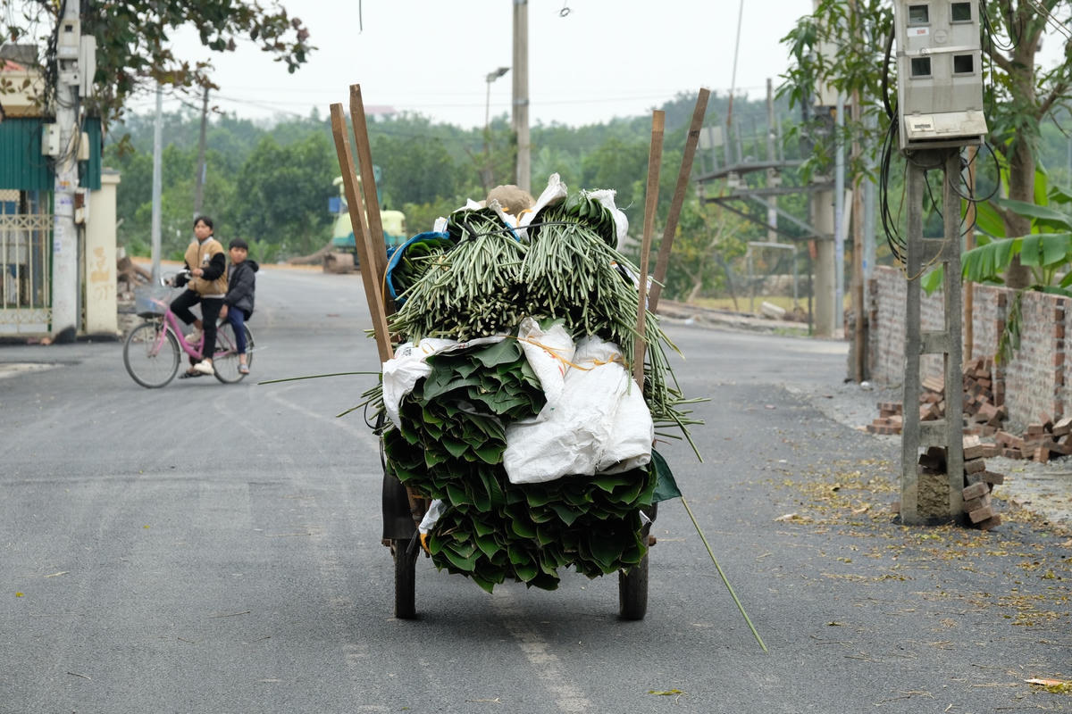 [ẢNH] 'Thủ phủ' lá dong tất bật dịp cận Tết