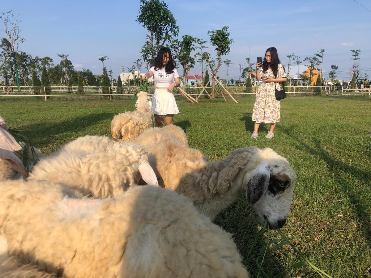 Nhiều bạn trẻ tìm đến trang trại cừu có những phút giây thư giản, check-in thú vị cùng đàn cừu với phong cảnh thơ mộng