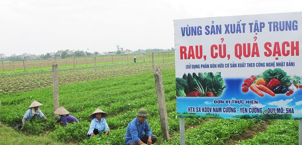 Hoạt động sản xuất nông nghiệp ở xã Yên Cường, huyện Ý Yên, tỉnh Nam Định.