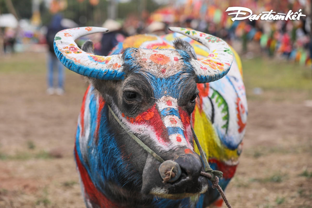 Những con trâu được chọn để cày trong lễ hội Tịch điền được vẽ trang trí bởi các hoạ sĩ.